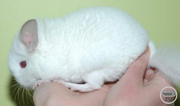 Chinchilla