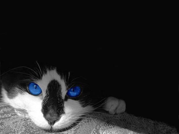 Коты,кошки,котята...
