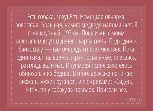 Пользователи интернета поделились забавными историями, которые произошли с их собаками домашний питомец, животные, история, случай, смешно, собака, юмор