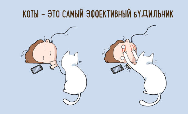 10 шуточных причин, по которым стоит завести себе кота