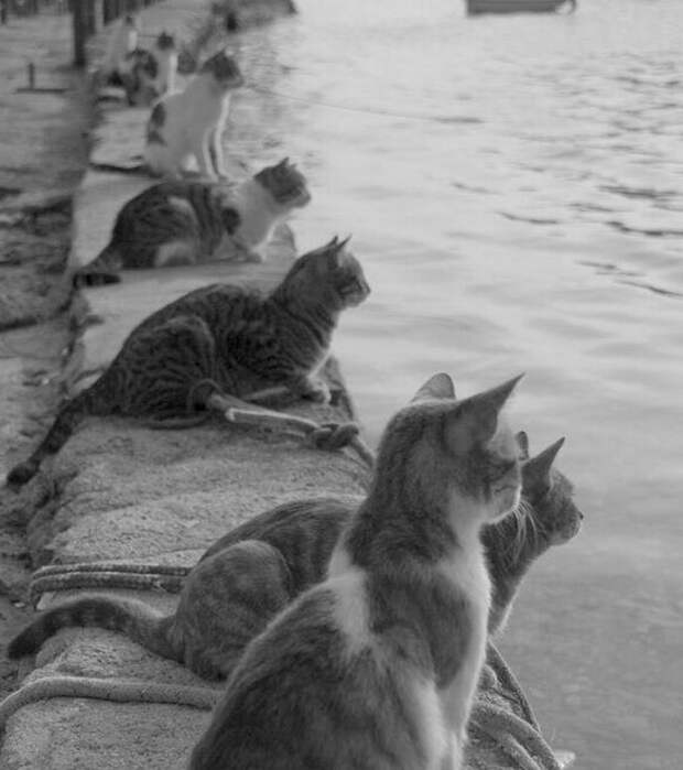 8. Уличные кошки ждут возвращения рыбаков. Греция, 1970-е гг. архивные фотографии, интересно, исторические кадры, история, познавательно, старые кадры, старые фото, факты