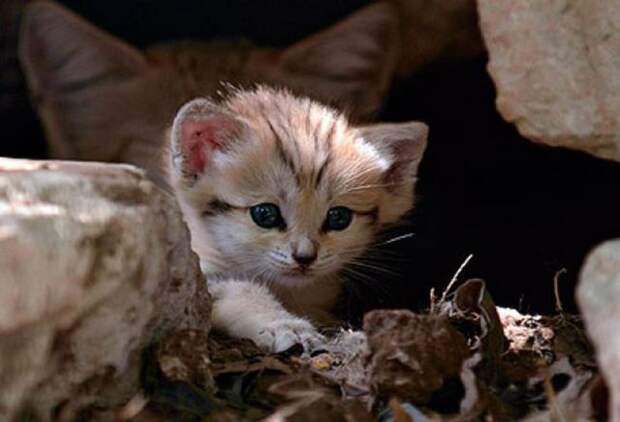 Песчаный кот (13 фото)