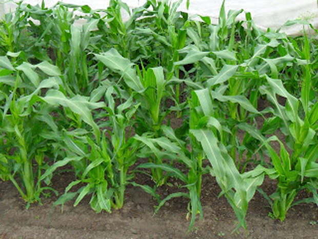 Кукуруза быстро подрастает