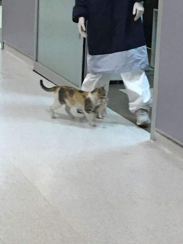 кошка с котёнком