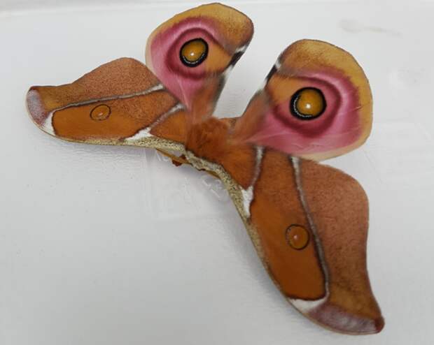 The Antherina suraka moth, safe under its furry coat.