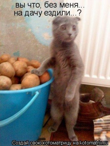 Новая котоматрица за неделю