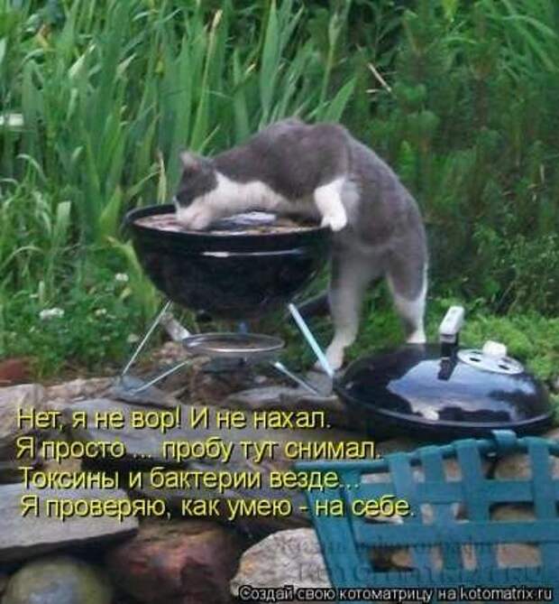 Сборка котоматриц