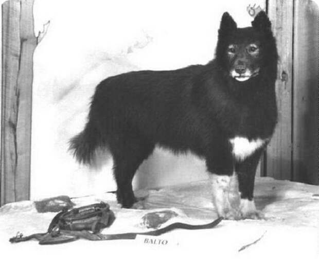 Реальная история Балто - ездового пса, спасшего город от эпидемии в начале ХХ века