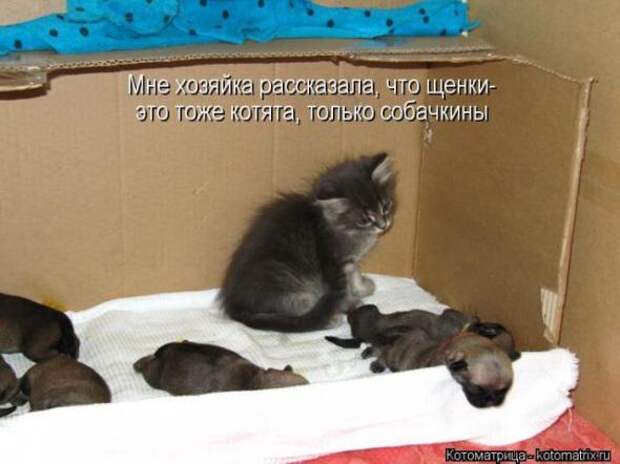 Котоматрицы (картинки с подписями)
