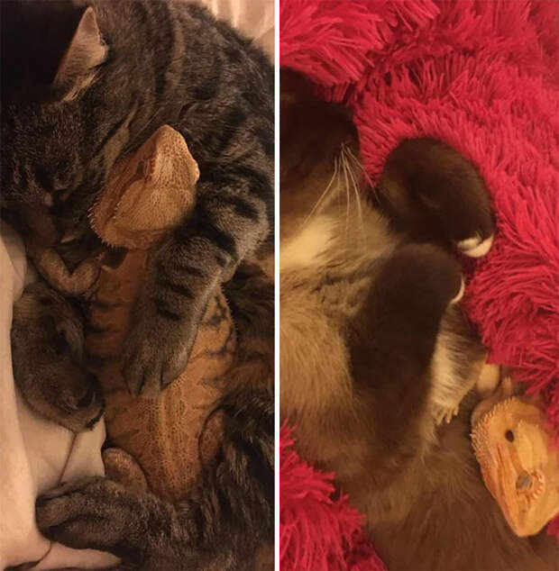 Котики и ящерицы, которые смогли стать друзьями