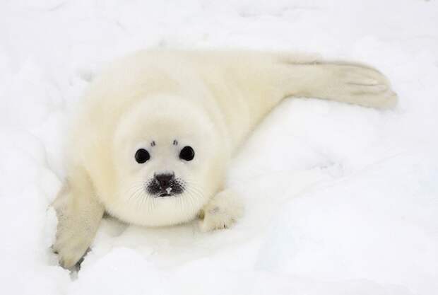 Гренландский тюлень: фото и интересные факты