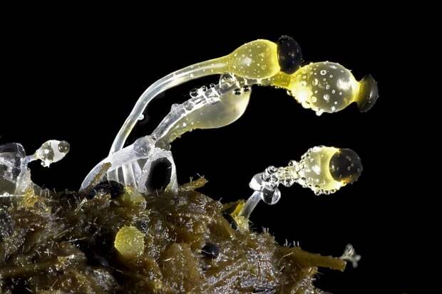 Победители конкурса микрофотогарфии Small World Photomicrography 2016
