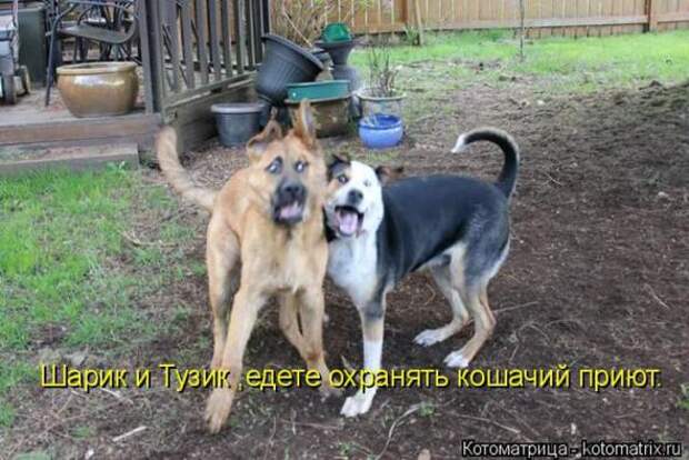 Котоматрицы (картинки с надписями)
