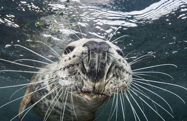 Тюлень пытался украсть у дайвера камеру, а в итоге получились эти потрясные фото животные, камера, милота, под водой, тюлень