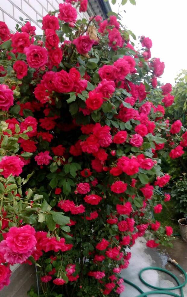 Роза плетистая в моем саду. Фото автора 