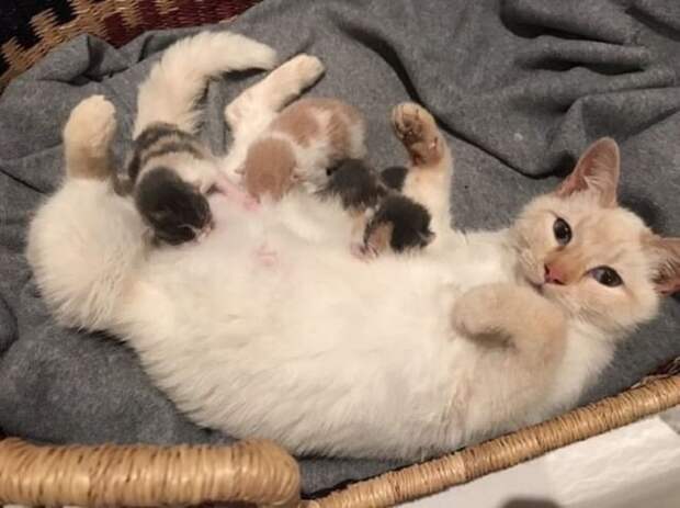 Кошка кормит котят
