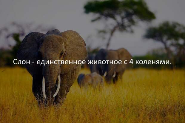 Интересные факты в картинках
