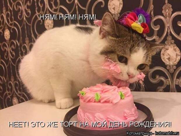 Лучшие котоматрицы недели (50 фото)