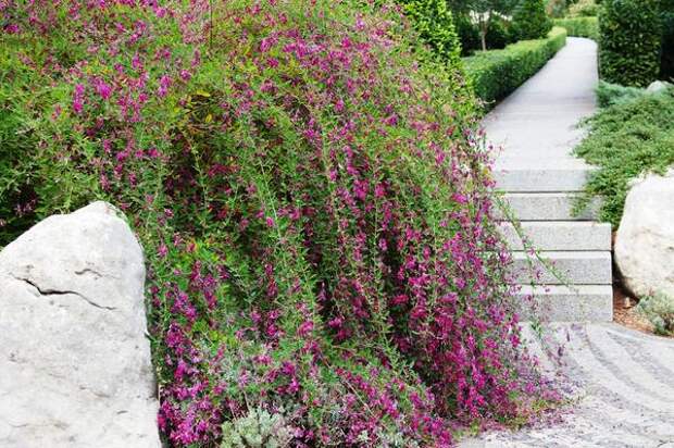 Леспедеца Тунберга с плакучими побегами особенно эффектна в цветении, фото автора