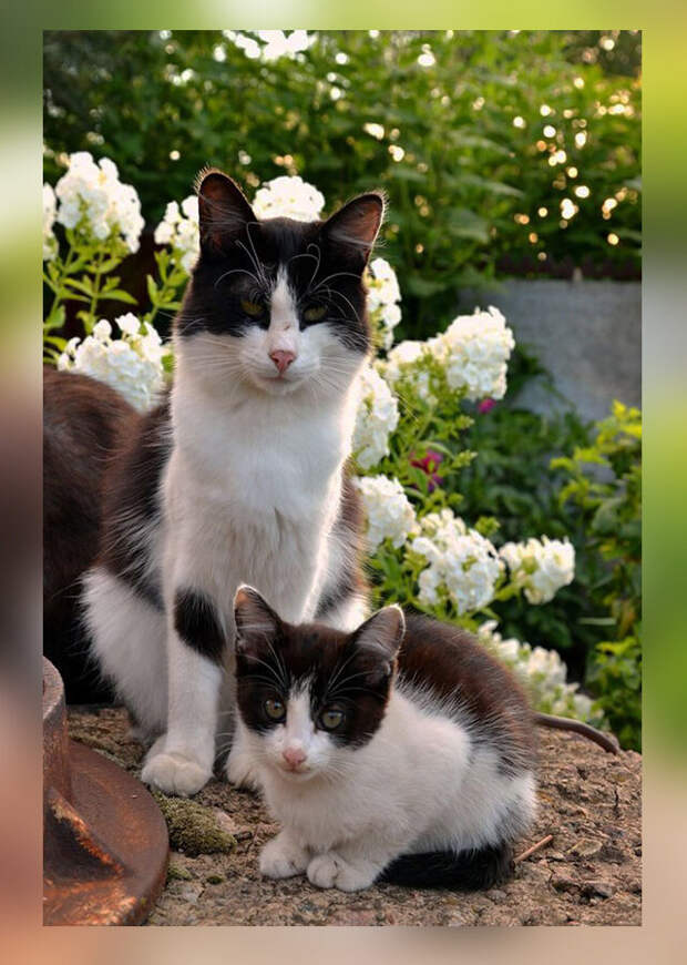 10 фото-доказательств того, что кошки могут сделать свою точную копию