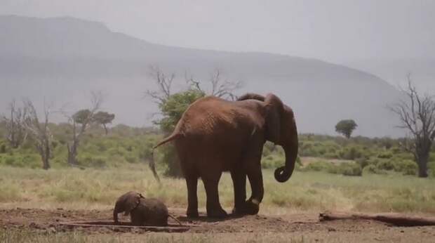 Трогательное спасение слоненка