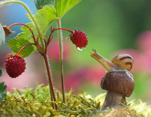 A Magical Miniature World Of Snails A Magical Miniature World Of Snails