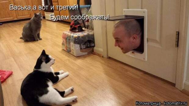Самые свежие котоматрицы