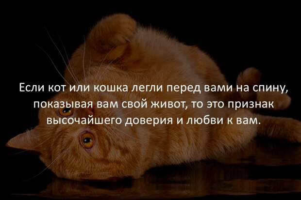 Интересные факты в картинках