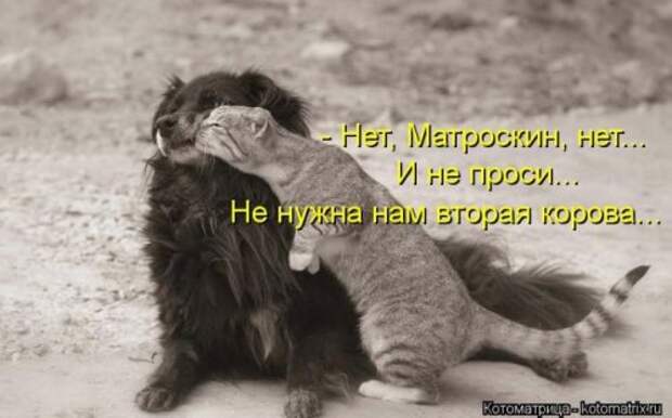 Лучшая котоматрица недели (26 шт)