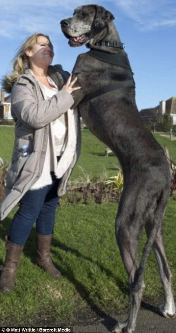 Знакомьтесь, это Фредди, самая большая собака в мире рекордсмен Гинесса, самая большая собака