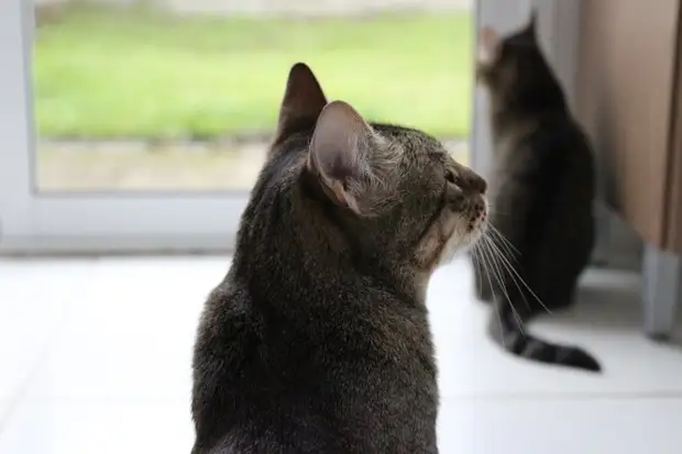 7 странностей кошачьего поведения и их научное объяснение