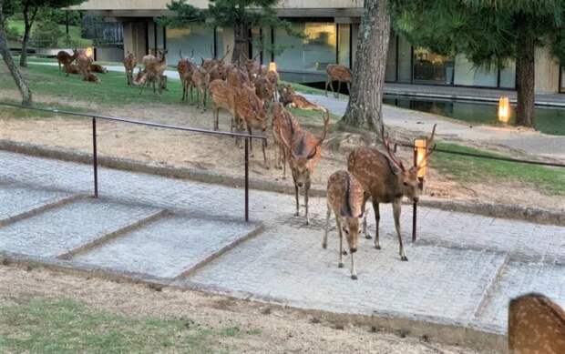 Рогатый феномен: сотни оленей в парке Нара ежедневно собираются в одно и то же время