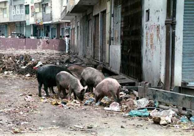 Мальчик был съеден заживо бродячими свиньями после того, как вышел из своего дома в Индии