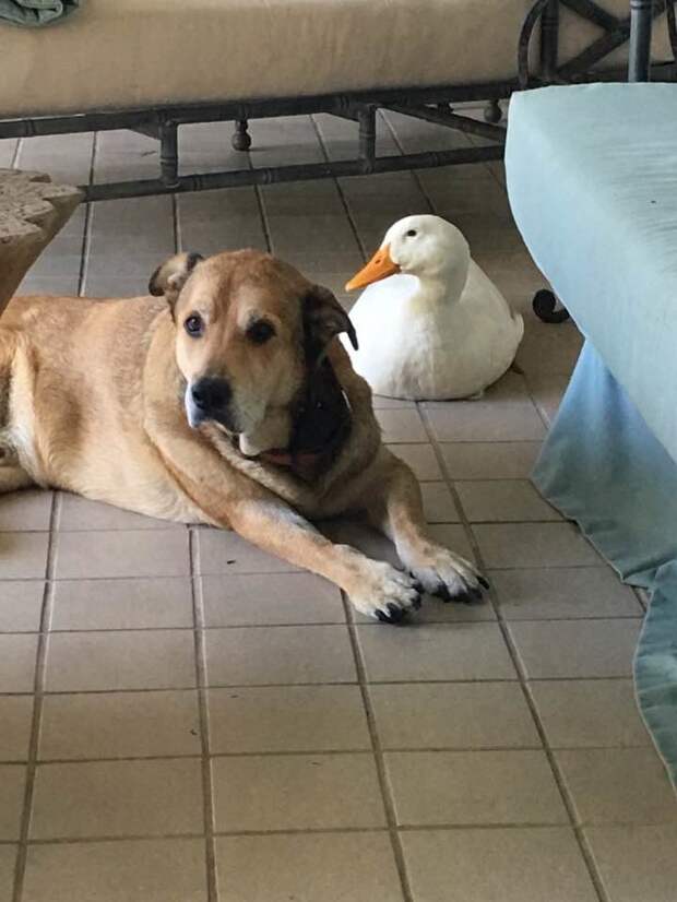 Дональду Даку и не снилось: утка-пришелец спасла тоскующего пса в годовщину смерти его подруги животные, собака, утка