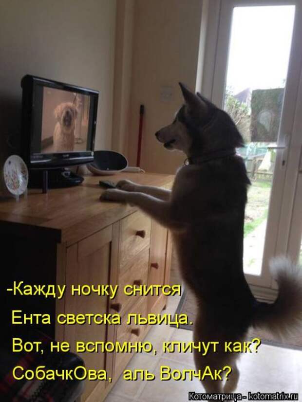Лучшие котоматрицы недели Лучшие котоматрицы недели