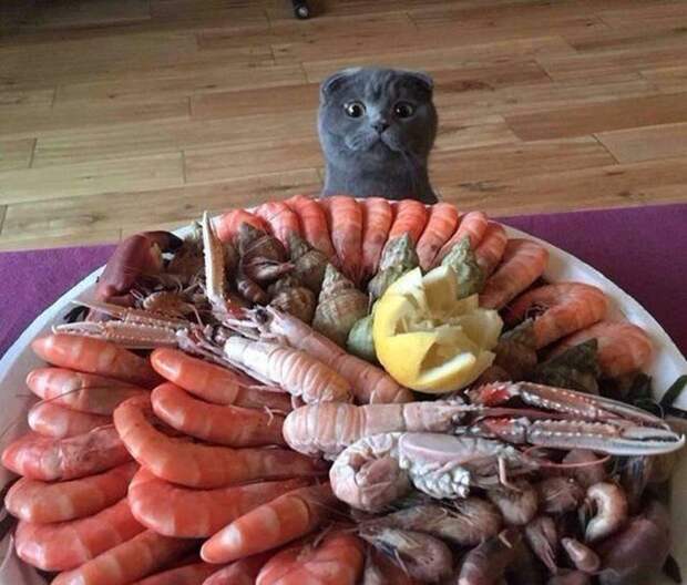 Коллекция эмоциональных снимков