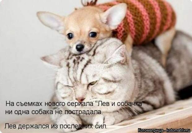 Лучшие котоматрицы недели (50 фото)
