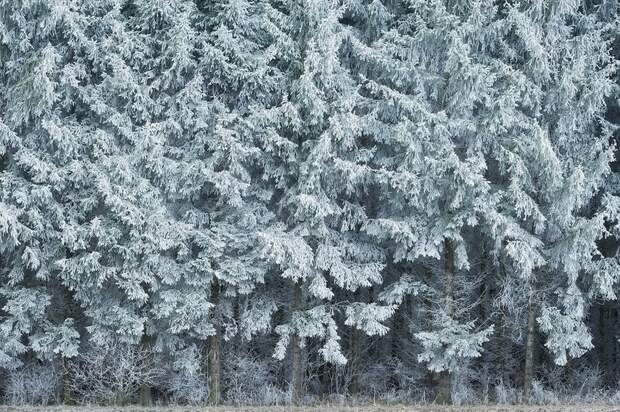 Зимняя сказка: фантастические фото заснеженных лесов 
