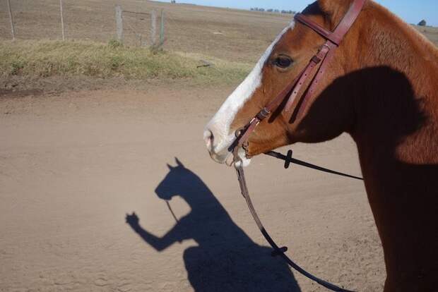 1. Лошадь, делающая селфи неожиданно, смешные картинки