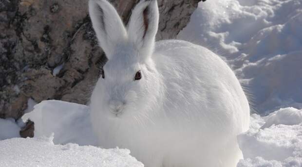 Зимняя охота на зайцев троплением по снегу