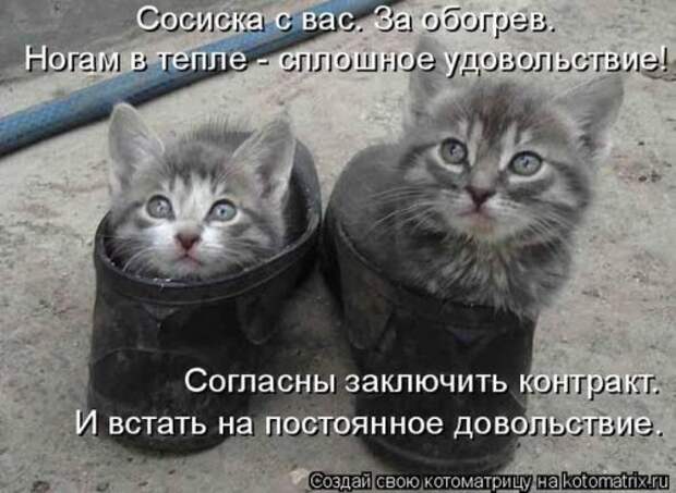 Свежая котоматрица на Бугаге (37 фото)