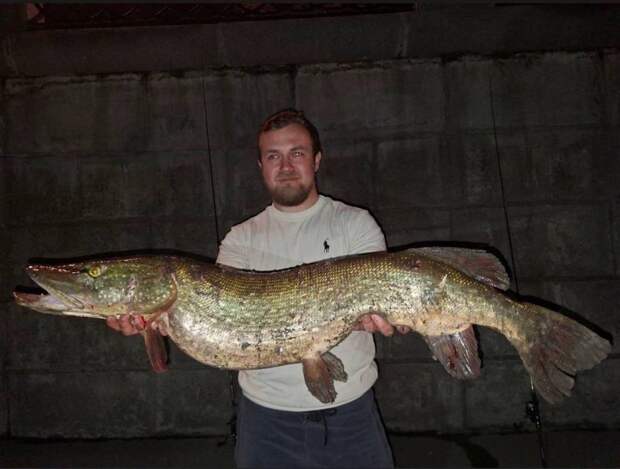 У «Москва-Сити» выловили 9-килограммовую щуку.