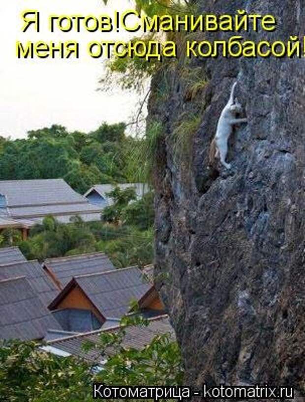 Новая отличная котоматрица (38 фото)