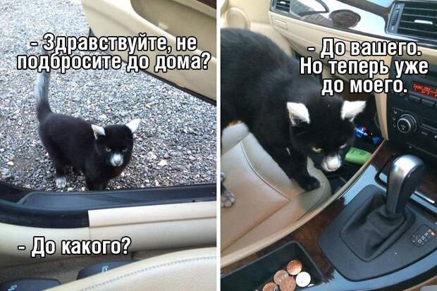 Кот