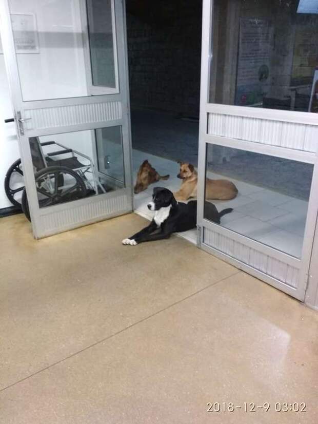 собаки ждут у дверей
