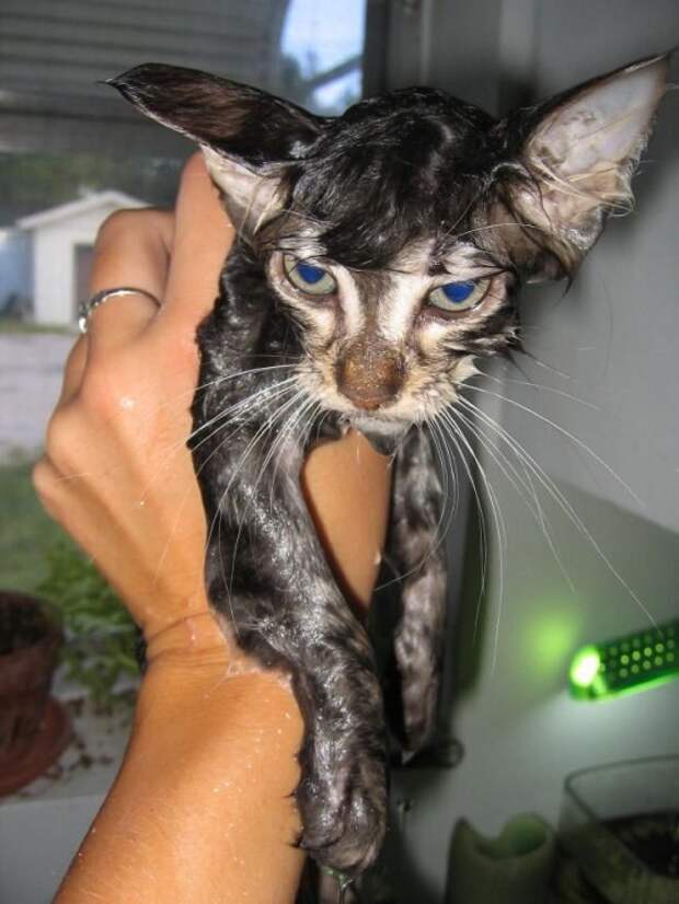 Коты и водные процедуры кот, вода, юмор