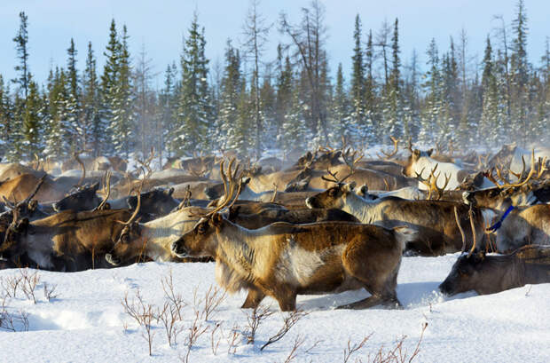 Каждый год на севере Средней Сибири дикие северные олени преодолевают около 3000 км пути в мире, животные, животный мир, жизнь, интересное, мигрант, мигранты, подборка
