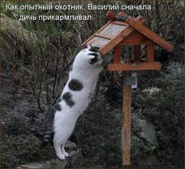 Сборка котоматриц