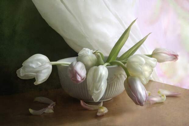 Bru-elena Прекрасные белые тюльпаны НАТЮРМОРТЫ (700x466, 55Kb)