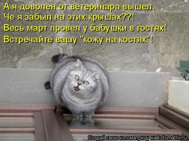 Свежая котоматрица на Бугаге (33 фото)